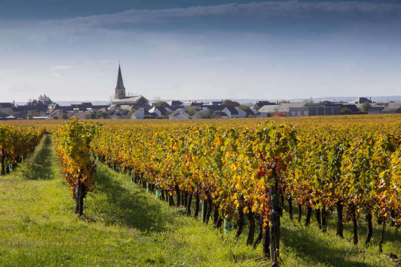 Vigneto nei pressi di St Nicolas de Bourgueil Vigneto nei pressi di St Nicolas de Bourgueil