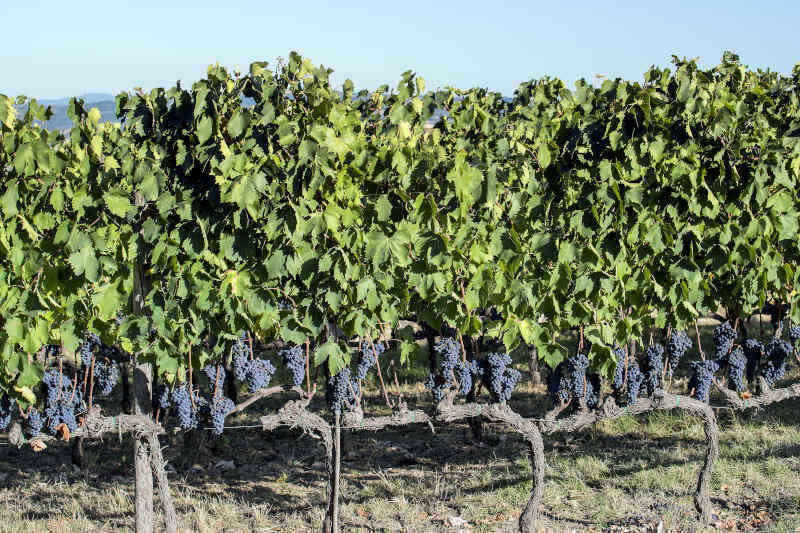 Filari di uve Sangiovese a Montalcino in Toscana nel mese di settembre Filari di uve Sangiovese a Montalcino in Toscana nel mese di settembre