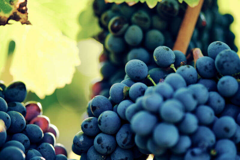 Primo piano Uva Sangiovese Primo piano Uva Sangiovese