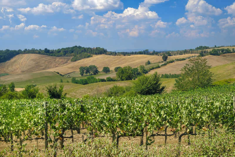 Vigneti nel Chianti Vigneti nel Chianti