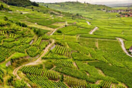 Route des Vins, la Strada del Vino in Alsazia
