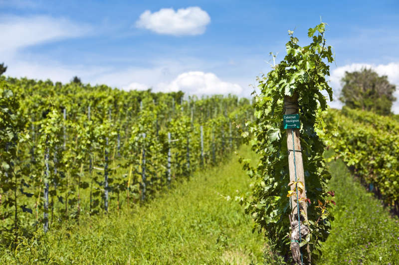 Vigneto di Cabernet Sauvignon Vigneto di Cabernet Sauvignon