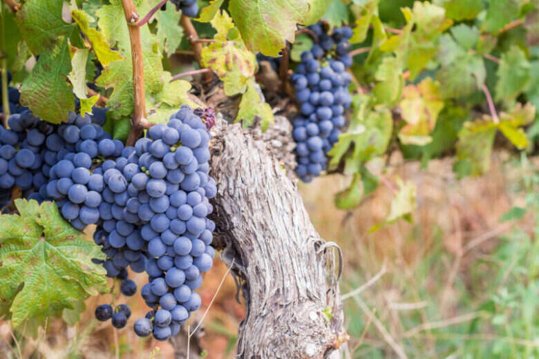 Vitigno Cabernet Sauvignon