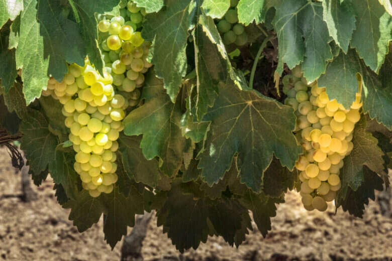 Uva Albariño