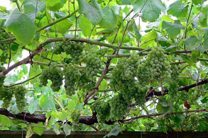 Uva Albariño in un vigneto - Rias Baixas DO vini