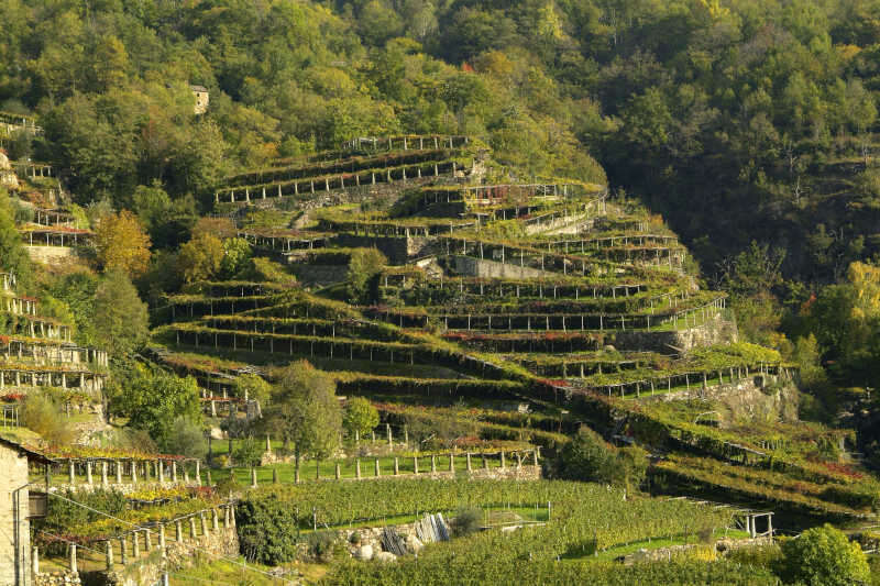 Vigneti del Canavese - vicino al piccolo paese di Cesnola