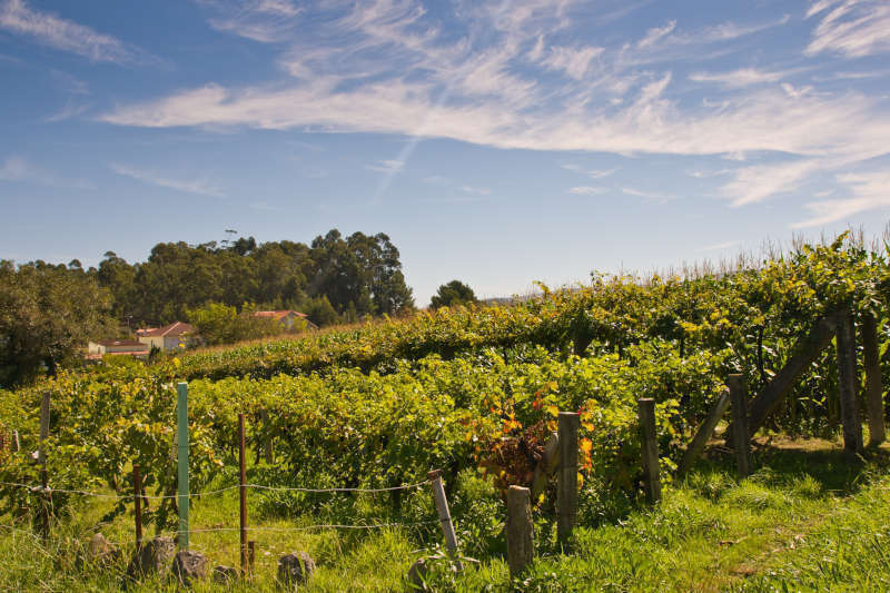 Vigneti in Galizia