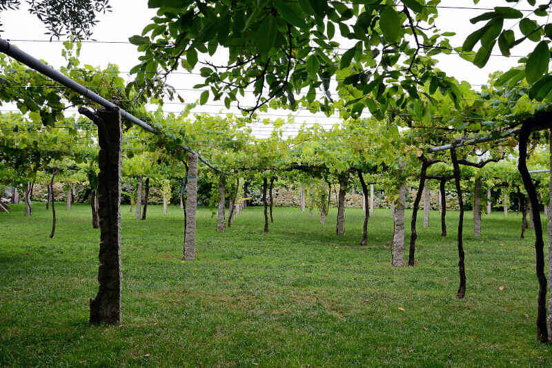 Vigneti di Uva Albariño in Spagna nord-occidentale. Rias Baixas DO vini