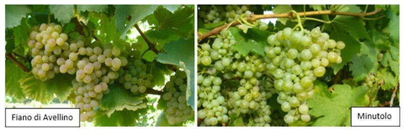 Minutolo vs Fiano di Avellino Minutolo vs Fiano di Avellino