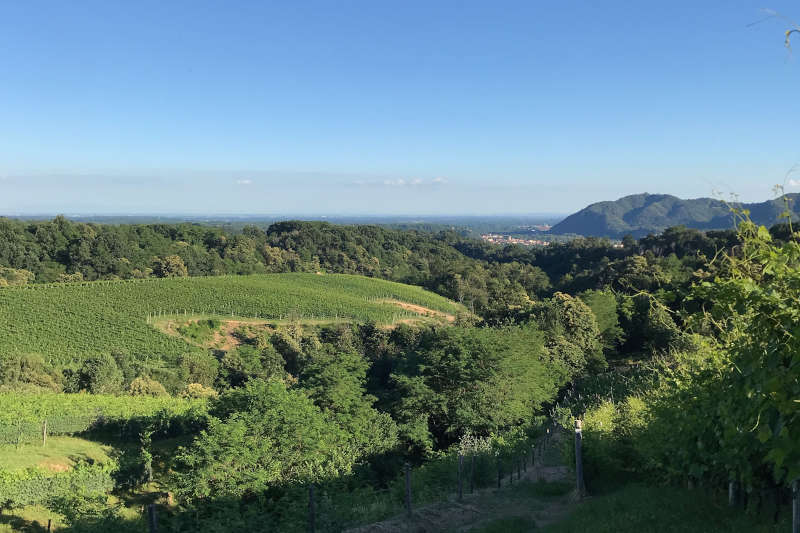 Panorama boschi e vigneti, in lontananza scorci di Gattinara e Colline Novaresi 
