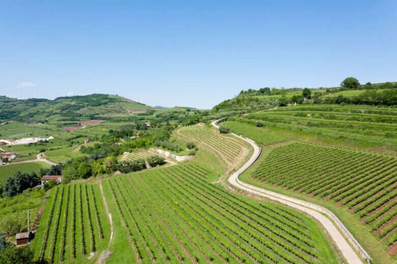 Panoramica Vigneti di Soave