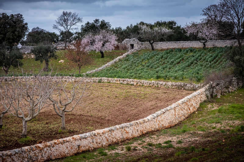 Tipici muri a secco costruiti a mano con pietra, patrimonio UNESCO Valle d'Itria Tipici muri a secco costruiti a mano con pietra, patrimonio UNESCO Valle d'Itria
