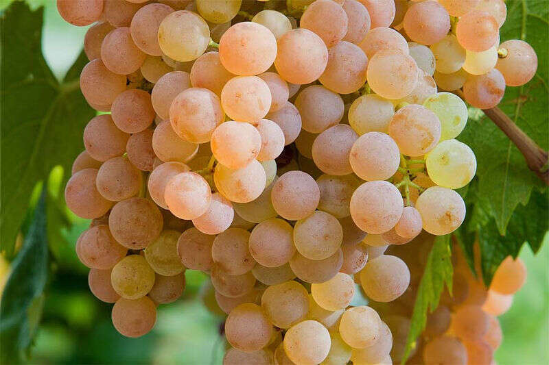 Uva Garganega Uva Garganega