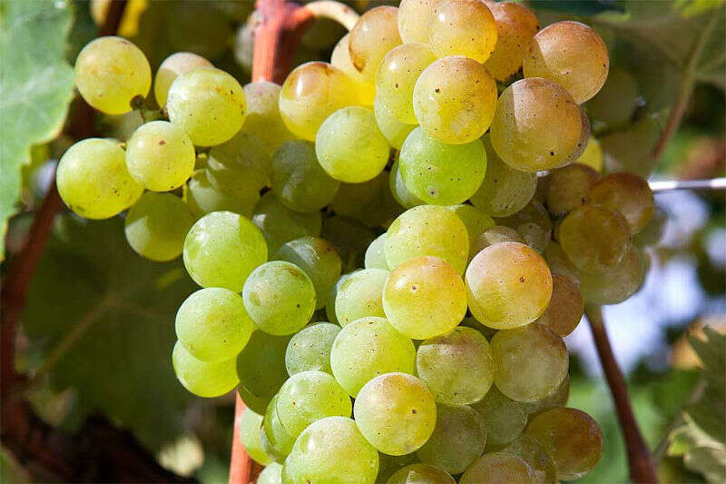 Uva Trebbiano Uva Trebbiano