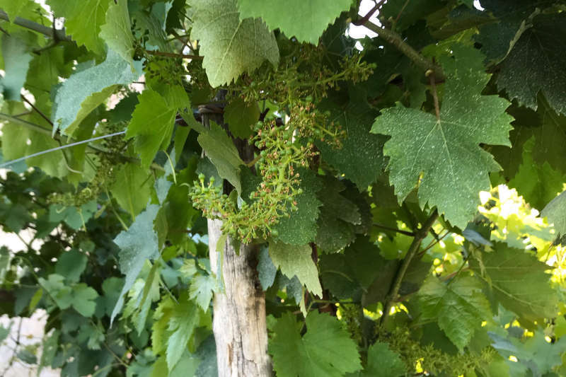 Grappolo di uva Nebbiolo in fase di maturazione