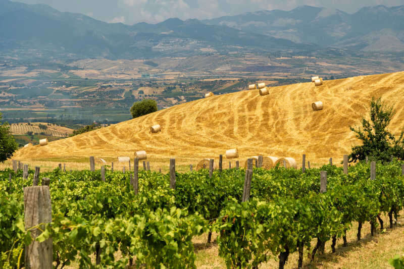 Vigneti in estate in Calabria, vicino a Spezzano Albanese, in provincia di Cosenza Vigneti in estate in Calabria, vicino a Spezzano Albanese, in provincia di Cosenza