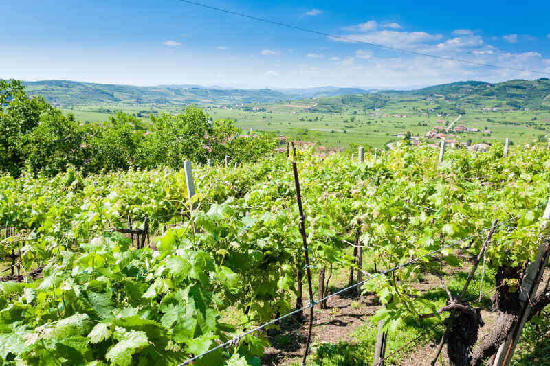 Vigneto nella zona del Soave Vigneto nella zona del Soave