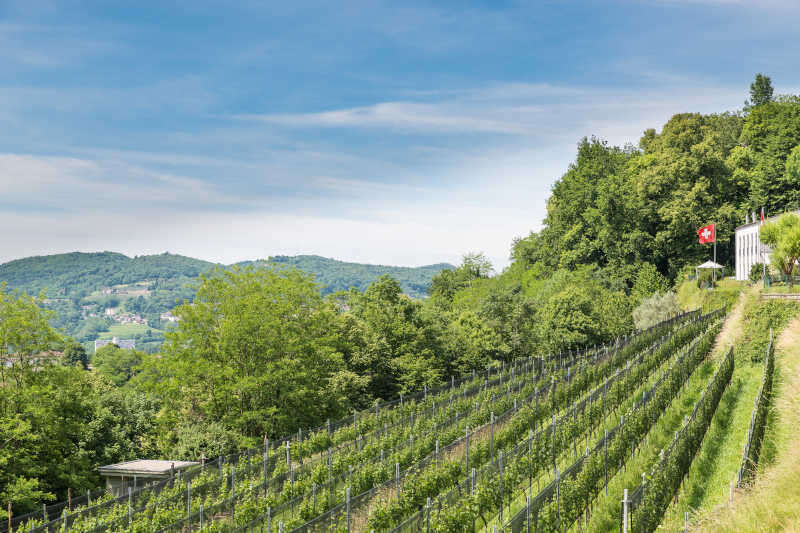 Vigneto di Merlot in Svizzera, sulle colline sopra Chiasso in Canton Ticino Vigneto di Merlot in Svizzera, sulle colline sopra Chiasso in Canton Ticino