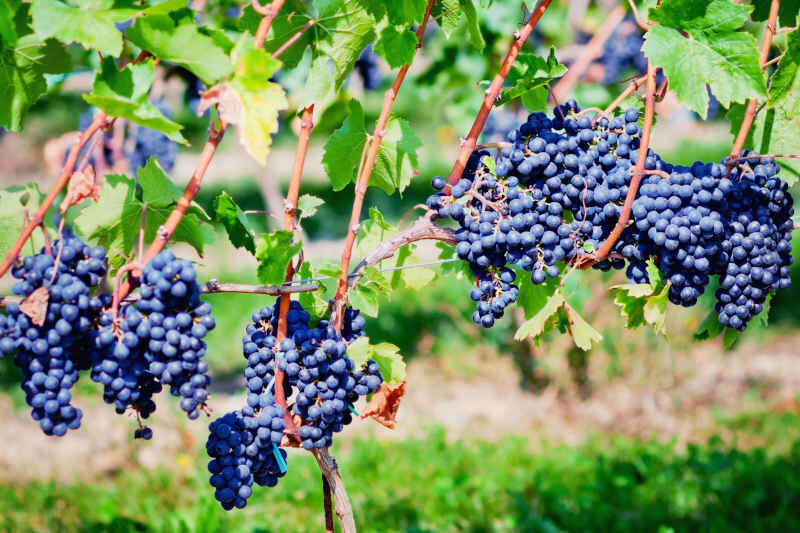 Uva Gamay