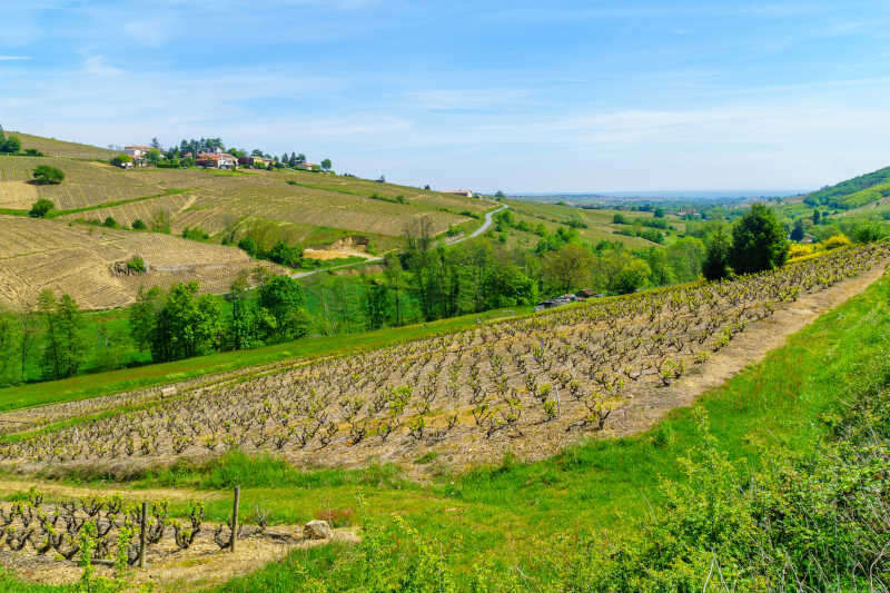 Paesaggio di vigneti e campagna nel Beaujolais Paesaggio di vigneti e campagna nel Beaujolais