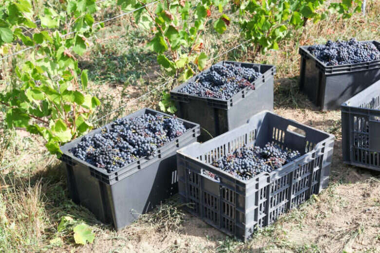 Raccolta delle uve per fare Vino Novello