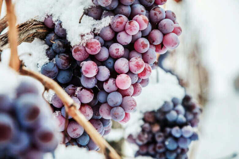 Ice Wine o Eiswein