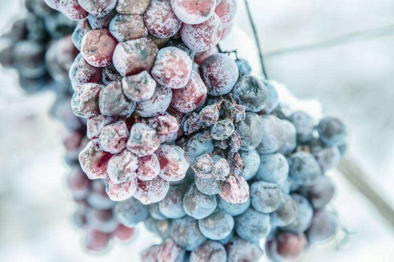 Uve pronte per la produzione di Ice Wine Uve pronte per la produzione di Ice Wine