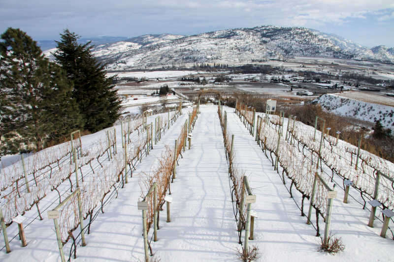 Vigneto in inverno a Kelowna, British Columbia, Canada Vigneto in inverno a Kelowna, British Columbia, Canada