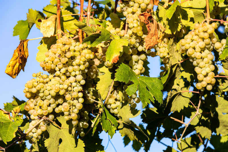 Uve Glera (Prosecco) in vigneto a Valdobbiadene Uve Glera (Prosecco) in vigneto a Valdobbiadene usata anche per il Metodo Ancestrale